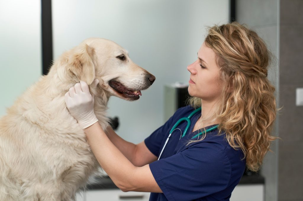 Female doctor examining dog's at vet's office
